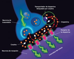 dopamina-cocaina