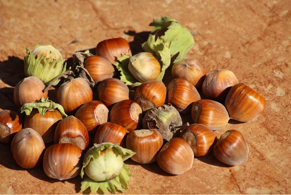 frutos secos alimentacion